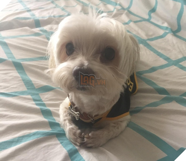 20 hình ảnh cho thấy cún con là giống loài dễ thương như thiên thần khiến bạn muốn nựng mãi không thôi