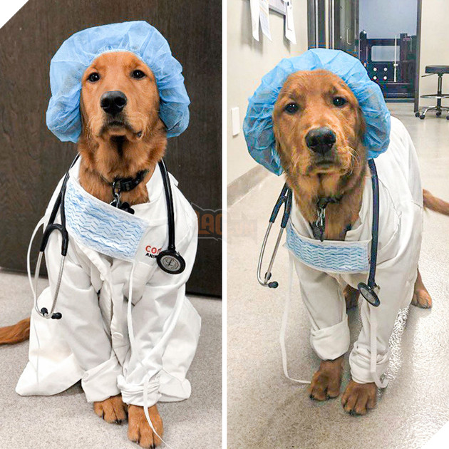 20 hình ảnh cho thấy cún con là giống loài dễ thương như thiên thần khiến bạn muốn nựng mãi không thôi 20