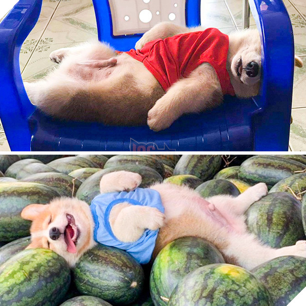 20 hình ảnh cho thấy cún con là giống loài dễ thương như thiên thần khiến bạn muốn nựng mãi không thôi 2