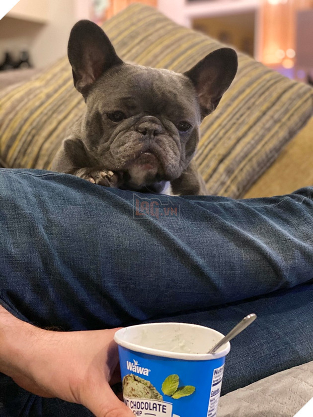 20 hình ảnh cho thấy cún con là giống loài dễ thương như thiên thần khiến bạn muốn nựng mãi không thôi 3