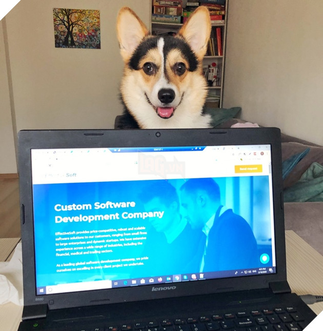 20 hình ảnh cho thấy cún con là giống loài dễ thương như thiên thần khiến bạn muốn nựng mãi không thôi 4