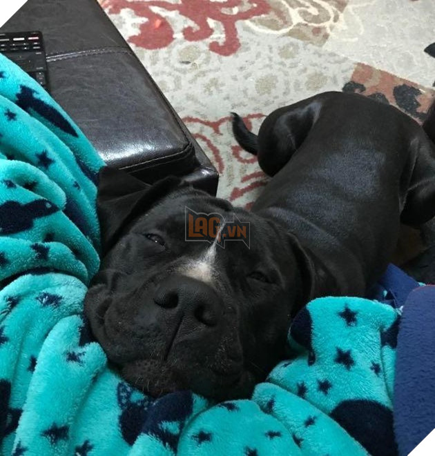 20 hình ảnh cho thấy cún con là giống loài dễ thương như thiên thần khiến bạn muốn nựng mãi không thôi 6