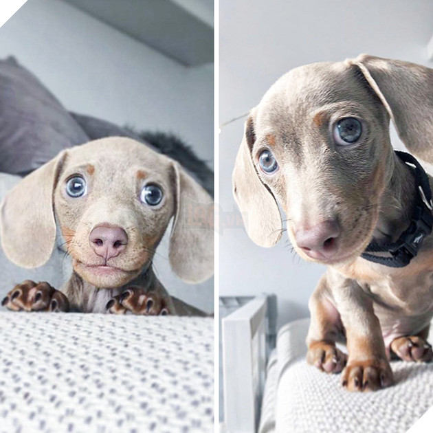 20 hình ảnh cho thấy cún con là giống loài dễ thương như thiên thần khiến bạn muốn nựng mãi không thôi 7