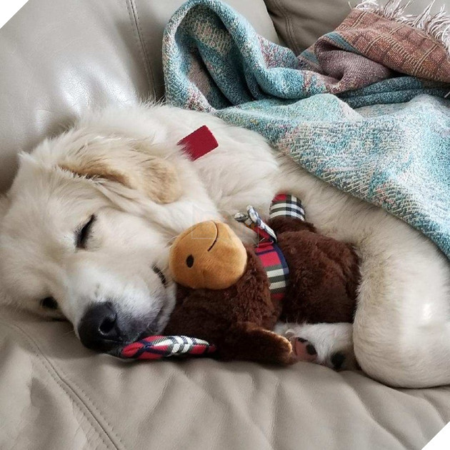 20 hình ảnh cho thấy cún con là giống loài dễ thương như thiên thần khiến bạn muốn nựng mãi không thôi 8