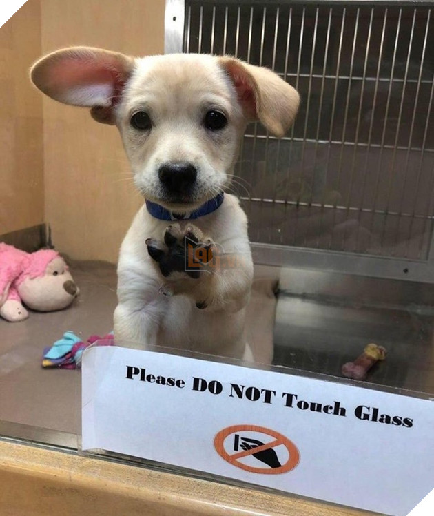 20 hình ảnh cho thấy cún con là giống loài dễ thương như thiên thần khiến bạn muốn nựng mãi không thôi 9