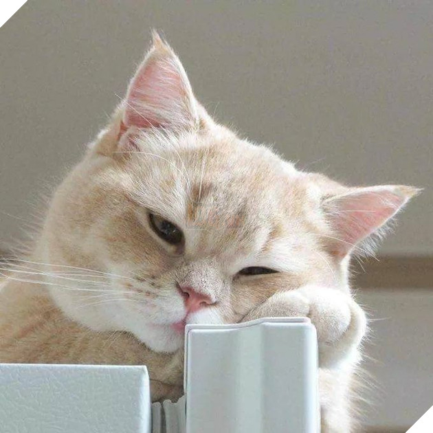 Tổng hợp hình ảnh những chú mèo cực dễ thương khiến cho trái tim bạn phải tan chảy 12