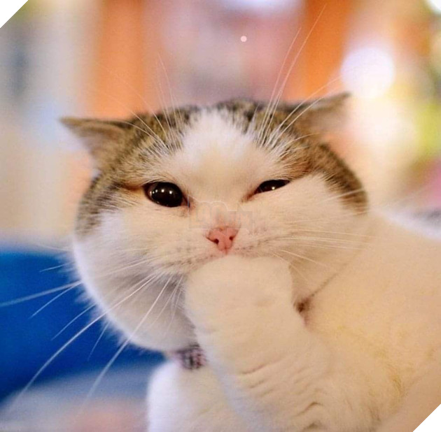 Tổng hợp hình ảnh những chú mèo cực dễ thương khiến cho trái tim bạn phải tan chảy 14