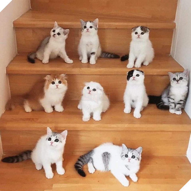 Tổng hợp hình ảnh những chú mèo cực dễ thương khiến cho trái tim bạn phải tan chảy 15