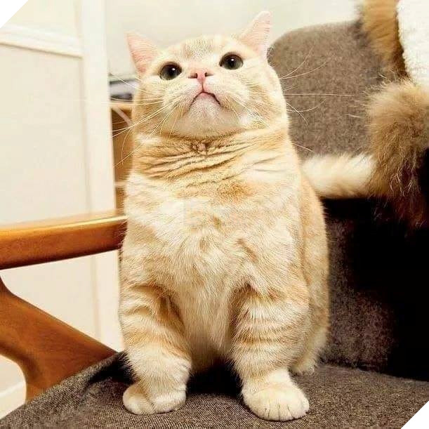 Tổng hợp hình ảnh những chú mèo cực dễ thương khiến cho trái tim bạn phải tan chảy 16