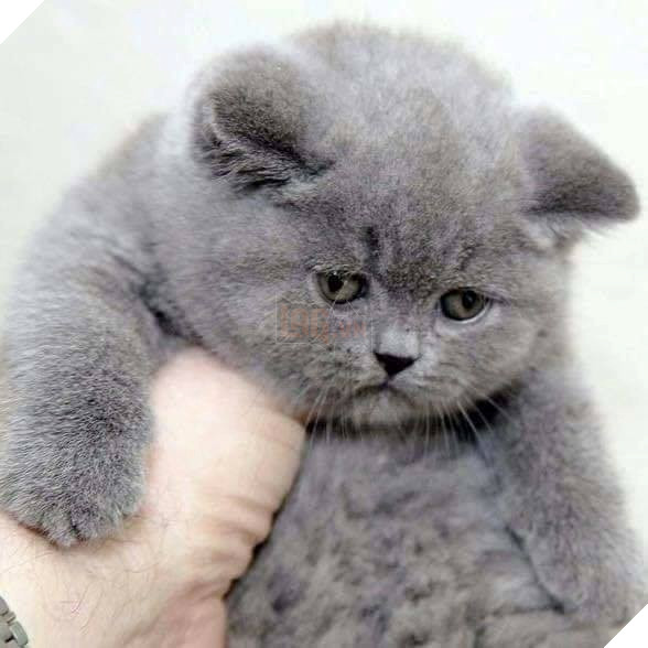 Tổng hợp hình ảnh những chú mèo cực dễ thương khiến cho trái tim bạn phải tan chảy 20