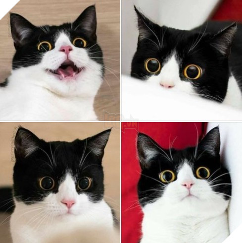 Tổng hợp hình ảnh những chú mèo cực dễ thương khiến cho trái tim bạn phải tan chảy 21