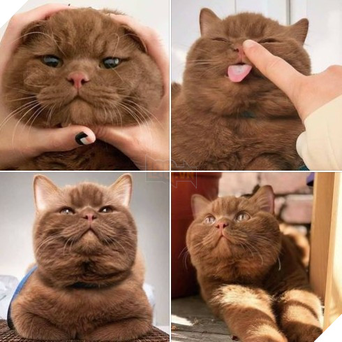 Tổng hợp hình ảnh những chú mèo cực dễ thương khiến cho trái tim bạn phải tan chảy 22