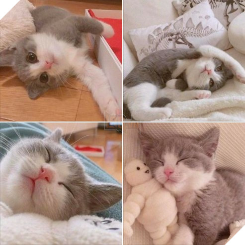 Tổng hợp hình ảnh những chú mèo cực dễ thương khiến cho trái tim bạn phải tan chảy 5