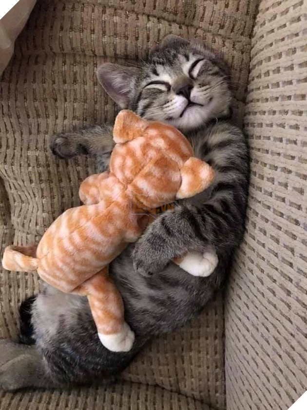 Tổng hợp hình ảnh những chú mèo cực dễ thương khiến cho trái tim bạn phải tan chảy 6