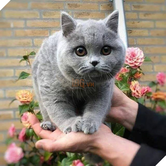 Tổng hợp hình ảnh những chú mèo cực dễ thương khiến cho trái tim bạn phải tan chảy 8