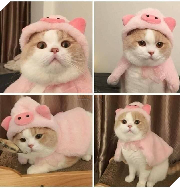 Tổng hợp hình ảnh những chú mèo cực dễ thương khiến cho trái tim bạn phải tan chảy 9