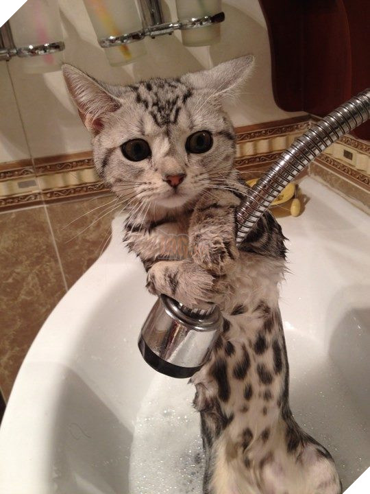 20 hình ảnh động vật khi được tắm sẽ hiện nguyên hình là những tiểu yêu quái cực dễ thương 28