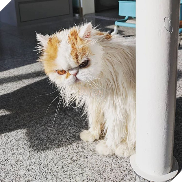 20 hình ảnh động vật khi được tắm sẽ hiện nguyên hình là những tiểu yêu quái cực dễ thương 10