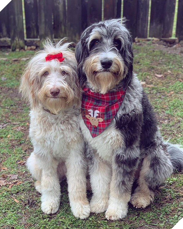 20 hình ảnh động vật khi được tắm sẽ hiện nguyên hình là những tiểu yêu quái cực dễ thương 11