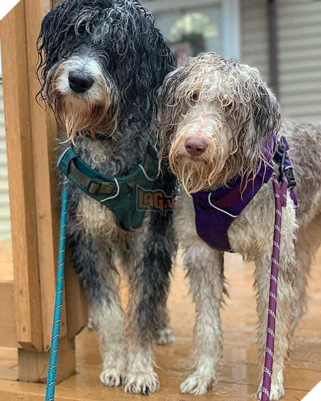 20 hình ảnh động vật khi được tắm sẽ hiện nguyên hình là những tiểu yêu quái cực dễ thương 12