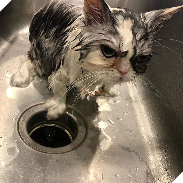 20 hình ảnh động vật khi được tắm sẽ hiện nguyên hình là những tiểu yêu quái cực dễ thương 14