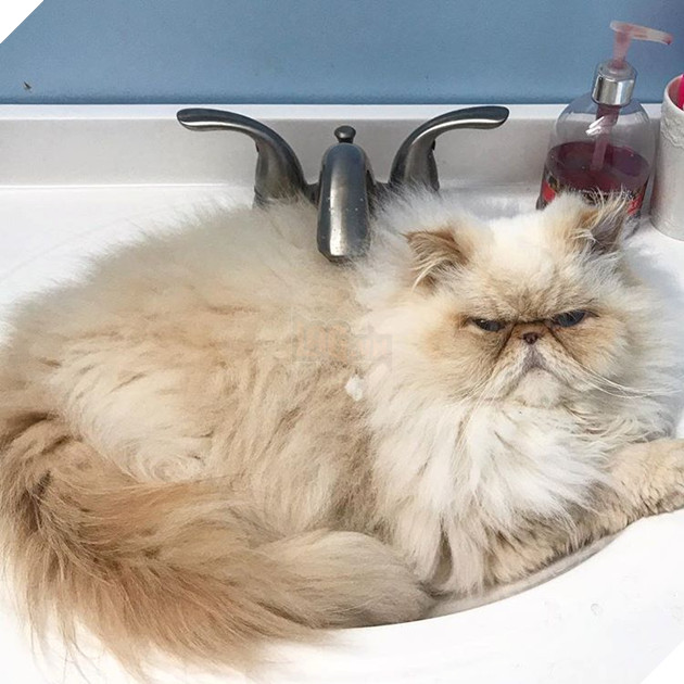 20 hình ảnh động vật khi được tắm sẽ hiện nguyên hình là những tiểu yêu quái cực dễ thương 15