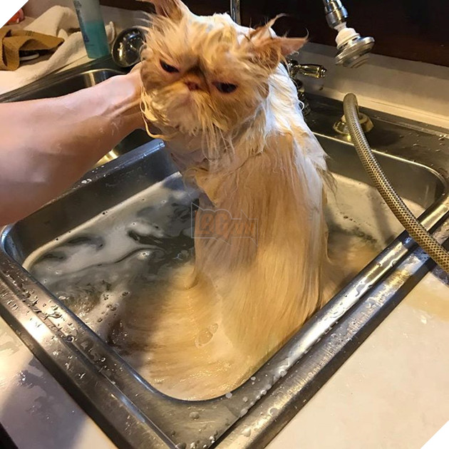 20 hình ảnh động vật khi được tắm sẽ hiện nguyên hình là những tiểu yêu quái cực dễ thương 16