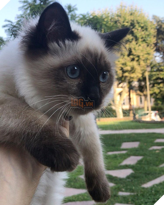 20 hình ảnh động vật khi được tắm sẽ hiện nguyên hình là những tiểu yêu quái cực dễ thương 17