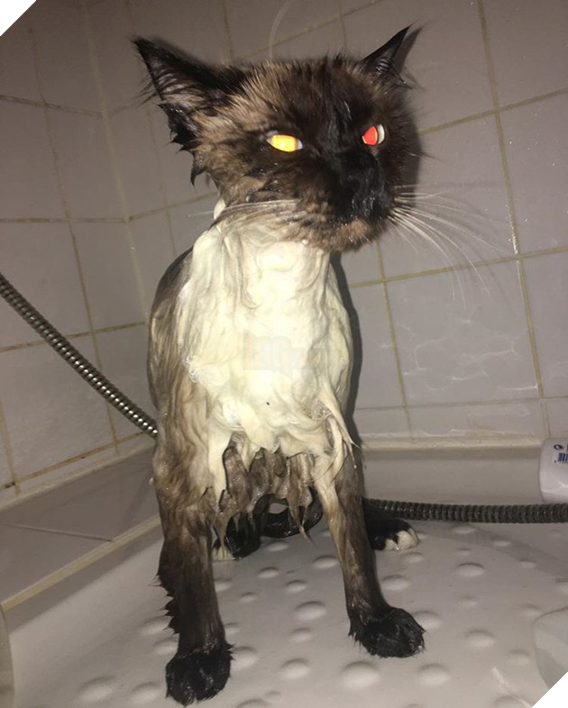 20 hình ảnh động vật khi được tắm sẽ hiện nguyên hình là những tiểu yêu quái cực dễ thương 18