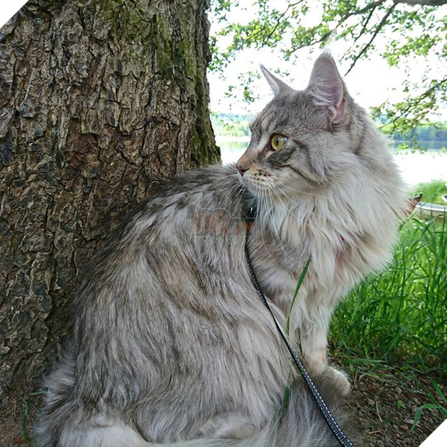 20 hình ảnh động vật khi được tắm sẽ hiện nguyên hình là những tiểu yêu quái cực dễ thương 19