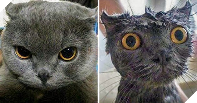 20 hình ảnh động vật khi được tắm sẽ hiện nguyên hình là những tiểu yêu quái cực dễ thương