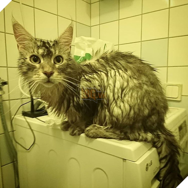 20 hình ảnh động vật khi được tắm sẽ hiện nguyên hình là những tiểu yêu quái cực dễ thương 20