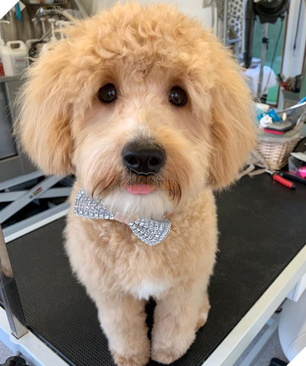 20 hình ảnh động vật khi được tắm sẽ hiện nguyên hình là những tiểu yêu quái cực dễ thương 23