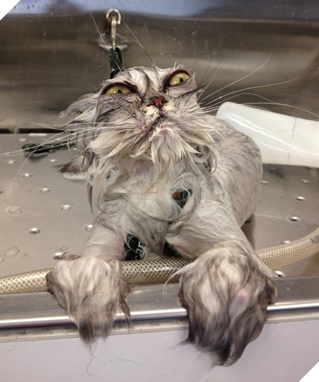 20 hình ảnh động vật khi được tắm sẽ hiện nguyên hình là những tiểu yêu quái cực dễ thương 26