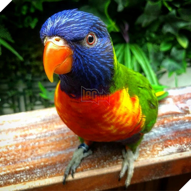 20 hình ảnh động vật khi được tắm sẽ hiện nguyên hình là những tiểu yêu quái cực dễ thương 2