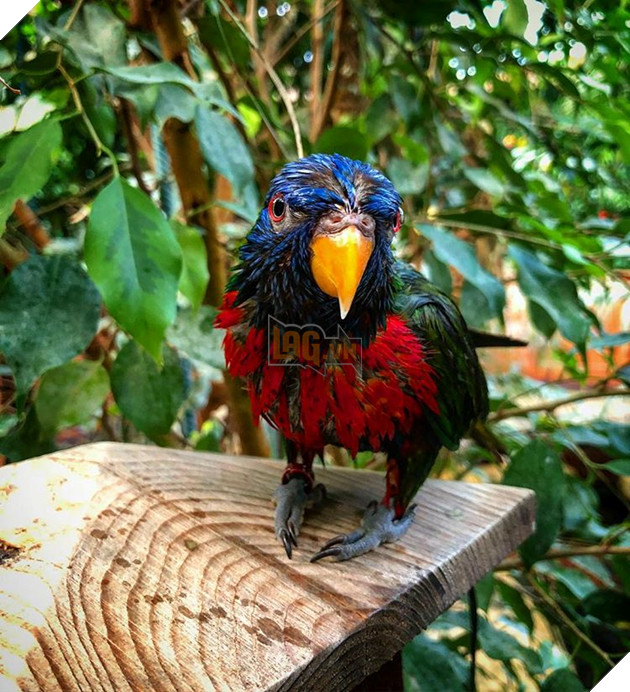 20 hình ảnh động vật khi được tắm sẽ hiện nguyên hình là những tiểu yêu quái cực dễ thương 3