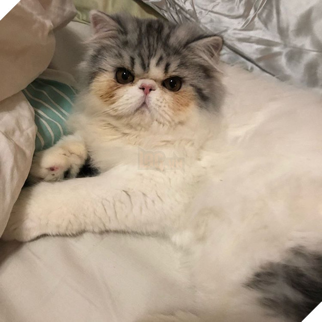 20 hình ảnh động vật khi được tắm sẽ hiện nguyên hình là những tiểu yêu quái cực dễ thương 4