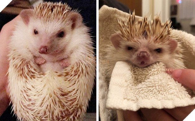 20 hình ảnh động vật khi được tắm sẽ hiện nguyên hình là những tiểu yêu quái cực dễ thương 6