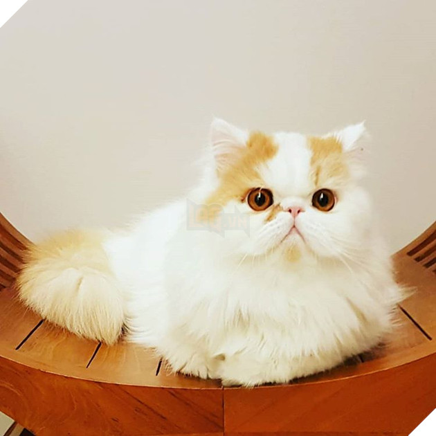 20 hình ảnh động vật khi được tắm sẽ hiện nguyên hình là những tiểu yêu quái cực dễ thương 9