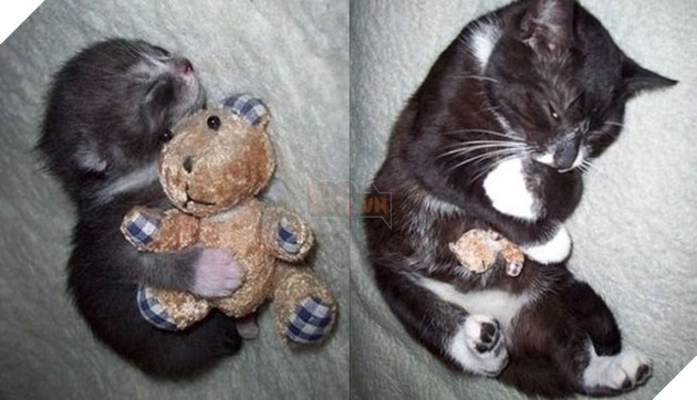 Tổng hợp những hình ảnh các bé thú cưng lớn lên cùng với gấu bông của mình khiến cho bạn cảm thấy hạnh phúc