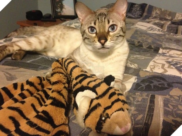 Tổng hợp những hình ảnh các bé thú cưng lớn lên cùng với gấu bông của mình khiến cho bạn cảm thấy hạnh phúc 18