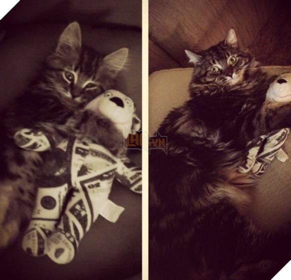 Tổng hợp những hình ảnh các bé thú cưng lớn lên cùng với gấu bông của mình khiến cho bạn cảm thấy hạnh phúc 4