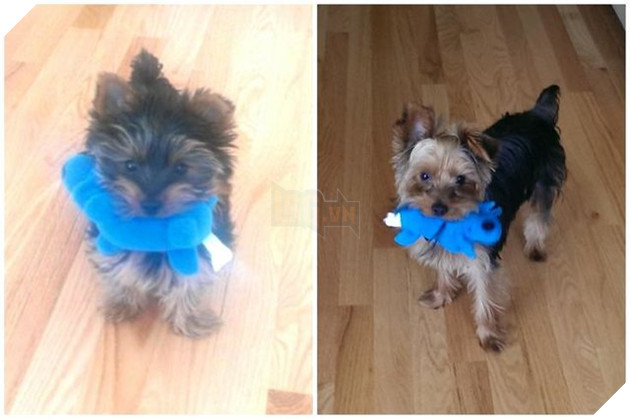 Tổng hợp những hình ảnh các bé thú cưng lớn lên cùng với gấu bông của mình khiến cho bạn cảm thấy hạnh phúc 7