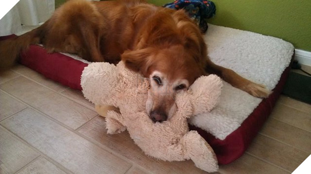 Tổng hợp những hình ảnh các bé thú cưng lớn lên cùng với gấu bông của mình khiến cho bạn cảm thấy hạnh phúc 9