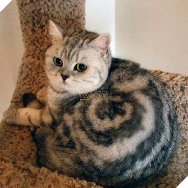 15 hình ảnh khoảng khắc kỳ lạ của thú cưng khiến bạn dễ nhầm tưởng thành 1 sinh vật khác 11