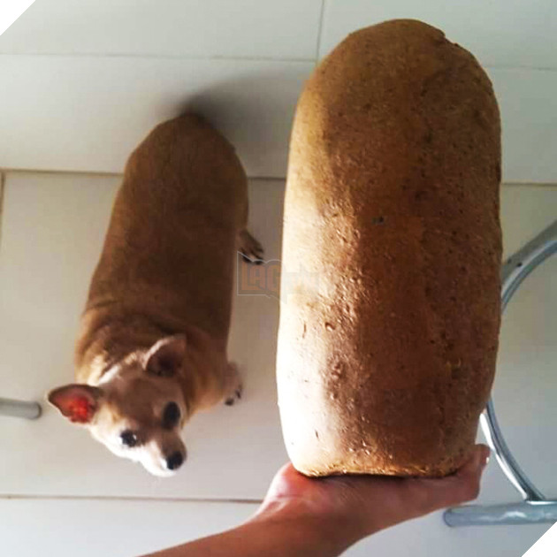 15 hình ảnh khoảng khắc kỳ lạ của thú cưng khiến bạn dễ nhầm tưởng thành 1 sinh vật khác 12