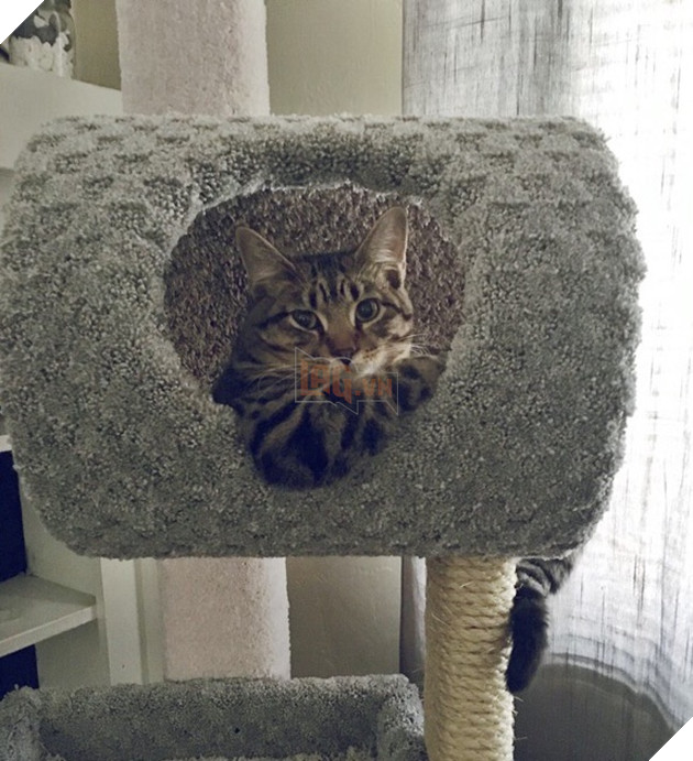 15 hình ảnh khoảng khắc kỳ lạ của thú cưng khiến bạn dễ nhầm tưởng thành 1 sinh vật khác 13