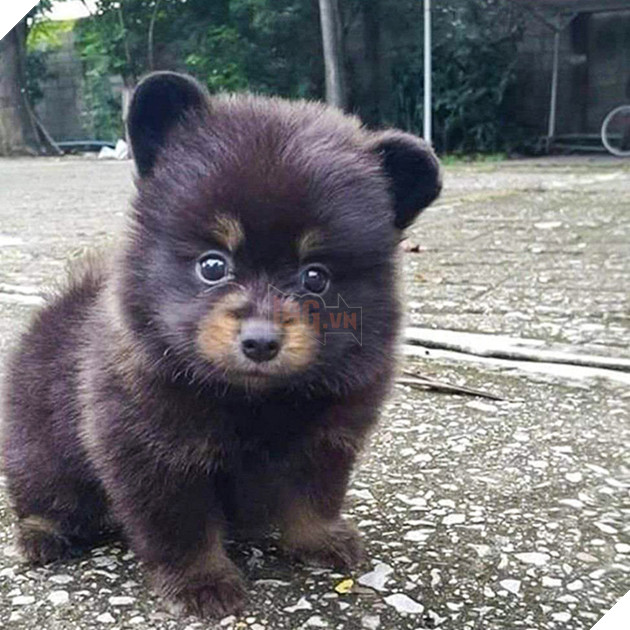 15 hình ảnh khoảng khắc kỳ lạ của thú cưng khiến bạn dễ nhầm tưởng thành 1 sinh vật khác 14