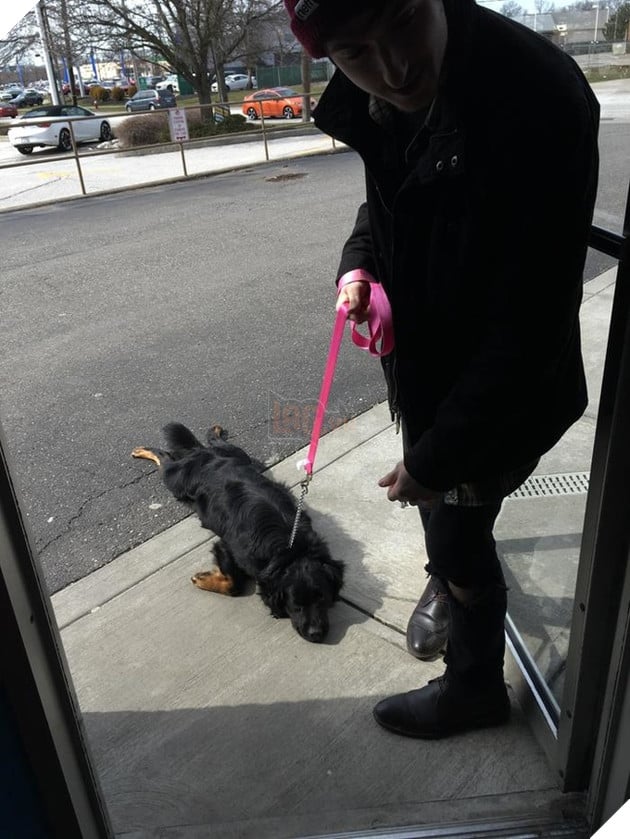 15 hình ảnh khoảng khắc kỳ lạ của thú cưng khiến bạn dễ nhầm tưởng thành 1 sinh vật khác 15