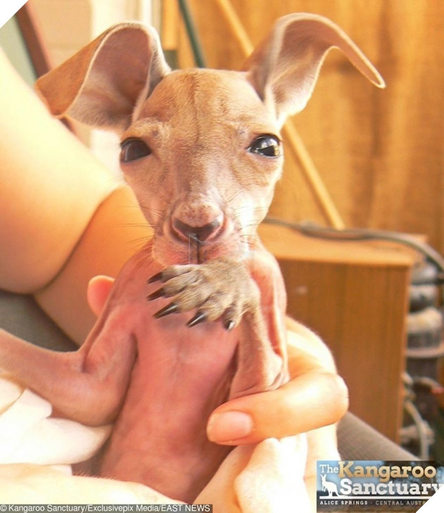 15 hình ảnh khoảng khắc kỳ lạ của thú cưng khiến bạn dễ nhầm tưởng thành 1 sinh vật khác 2